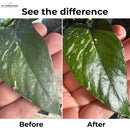 Leaf Shine Spray for Indoor Plants – Plant Leaf Cleaner & Shine for Real House Plants – Fragrance-Free, Non-Sticky, Streak-Free Finish, 16 fl oz by GreenHaven Gardens