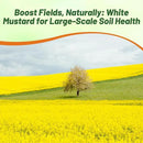 Outsidepride White Mustard Seeds for Planting - 5 lb Annual Cover Crop Seeds w/Deep Root System, High Protein Forage, Ideal for Soil Fertility, Crop Rotations, & Livestock Nutrition by GreenHaven Gardens