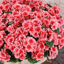 Hananona Artificial Geranium Flowers for Outdoors Geranium Silk Flowers Outdoor UV Resistant Garden Plants Faux Flowers for Home Kitchen Table Centerpieces Decor (12, Peach) by CozyNest Decor