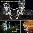 Lodou 5.4Ft Posable Life Size Human Adult Skeletons Plastic Human Bones with Movable Joints for Halloween Decoration by GreenHaven Gardens
