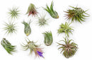 50 Pack Air Plants Assorted Tillandsia Ionantha - Live Succulent House Plants - Available in Wholesale and Bulk - Home and Garden Decor - Easy Care Indoor and Outdoor Plants by GreenHaven Gardens