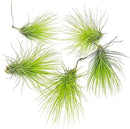 Air Plants - Tillandsia Andreana, Large 4-6" - 5ct - Live Arrival Gauranteed - House Plants for Home Decor & Gift by GreenHaven Gardens
