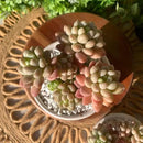 Sedum Caviar Rare Live Succulent Plants, Pink Cluster 3 Live Plant, Package Without Pot Soil, Garden Indoor Office Desk, Wedding Party Baby Shower Decoration, Friend Plant Lovers Gifts by GreenHaven Gardens