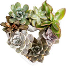 Costa Farms Mini Succulent DIY Heart Kit Fully Rooted, 2-inch Live Indoor Plant, 4-Inches Tall, Heart Frame DIY Kit| Valentines Day Gift | Valentines Day Decoration by GreenHaven Gardens
