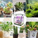 Plant Terrarium Kit with Grow Light, Rifny Large Glass Terrarium Jar with Absorbent Mat and Lid for Venus Fly Trap Succulent Live Air Plants Indoor Home Office Decor (Black, 8.9 x 5.9 x 9.9 inch) by GreenHaven Gardens