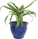 Sunnydaze 18.5" Large Ceramic Plant Pot - Round Outdoor Glazed Ceramic Planter Pot with Drainage - Imperial Blue - Studio by GreenHaven Gardens