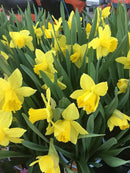 Dutch Master Daffodils (25 Bulbs) - Yellow Daffodil Narcissus Bulbs by GreenHaven Gardens