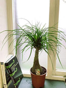 Ponytail Palm - Live Plant in a 6 Inch Growers Pot - Beaucarnea Recurvata - Beautiful Clean Air Indoor Succulent Houseplant by GreenHaven Gardens