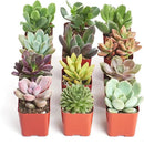 Shop Succulents Unique Succulent Plant Pack Collection - Live Mini Succulent Plants, Low Maintenance, Exceptional Colors & Textures - Wedding and Party Favors, Gift & Garden, Pack of 12 by GreenHaven Gardens