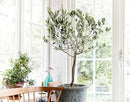 Premium Potting Mix for Olive Trees by Gardenera - Enhanced Growth and Nutrient Retention - 3 Quart by GreenHaven Gardens