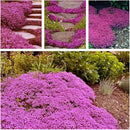 20,000+ Creeping Thyme Seeds Ground Cover, Non-GMO Perennial Flower Seeds, Hardy Thymus Serpyllum, Creeping Phlox Alternative for Landscaping & Garden Paths (Hot Pink) by GreenHaven Gardens