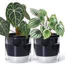 D'vine Dev 6 Inch Design Self Watering Planter for Indoor Plants, Black Terracotta Pot with Cylinder Glass Cup, Set of 2, 37-Y-B-3 by GreenHaven Gardens