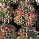 Live Succulents Sedeveria Pink Ruby (4-inch), Succulent Plants Fully Rooted in Pots with Soil, Easy-Care House Plant for DIY, Home Office Decor, Wedding Party Favor by GreenHaven Gardens