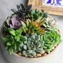 Altman Plants, Live Succulents Plants Live Houseplants (6PK), Succulents Live Plants Live House Plants Indoors Live, Live Cactus Plants Live Cacti Succulent Plants Live Indoor Plants Live Houseplants by GreenHaven Gardens