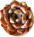 FWPP Live Succulents Plants Echeveria Sang-A 4.3 inches,Rare Succulents Bare Root Without Pot Soil, Live Plants Indoor Office Decoration Wedding and Gift by GreenHaven Gardens
