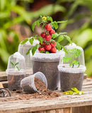 homenote Clear Nursery Pots for Plants,3/4/5 Inch Plant Pot for Planting with Humidity Domes Plastic Seedling with Drainage Holes Seed Starter Flower High Transparency (15 Pack) by GreenHaven Gardens