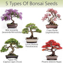 Bonsai Tree Kit for Beginners – 5X Unique Japanese Bonzai Trees | Complete Indoor Starter Kit for Growing Bonsai Plants with Tools & Planters – Gardening Gifts for Women & Men by GreenHaven Gardens