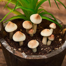 Taiyin 10 Pcs Luminous Mushroom Miniature Garden Mushrooms Outdoor Decor Waterproof Glow in The Dark Yard Decor for Fairy Outdoor Garden Micro Landscape Christmas Tree Decor by GreenHaven Gardens