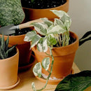 Live Pothos Plants (4PK) Indoor Plants Live Houseplants, Pothos Live Plant House Plants, Money Plant Indoor Pothos Plant Decor, Devils Ivy Trailing Plants Live by Plants for Pets,Black by GreenHaven Gardens