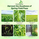Outsidepride Dundale Spring Field Peas Seeds - 5 lbs. Annual, High-Protein Legume & Cover Crop Seeds for Forage, Food Plot, Gardens & Pastures - Ideal for Improving Soil Health, & Erosion Control by GreenHaven Gardens