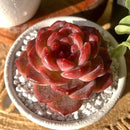 FWPP Live Succulents Plants Echeveria Snow Lotus 2 inches,Rare red Succulents Bare Root Without Pot Soil, Live Plants Indoor Office Decoration Wedding and Gift by GreenHaven Gardens