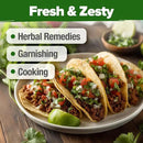 HOME GROWN 𝗨𝗦𝗔 𝗣𝗥𝗘𝗠𝗜𝗨𝗠 500+ Cilantro Seeds for Planting Indoors or Outdoors - Heirloom 𝗡𝗢𝗡-𝗚𝗠𝗢 Coriander Seeds, Grow Your Own Cilantro Plant - Culinary Herb Seeds for Your Herb Garden by GreenHaven Gardens