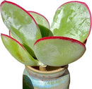 FWPP Live Succulents Plants Echeveria 'White Eyebrow' 3.5 inches,Rare Green Succulents Bare Root Without Pot Soil, Live Plants Indoor Office Decoration Wedding and Gift by GreenHaven Gardens