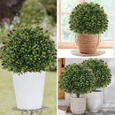 Artificial olive Topiary Ball Tree 24" with Ground Spike, Set of 2 Artificial Boxwood Bushes for Faux Shrubs, Fake Evergreen Faux Plant for Indoor Outdoor Porch Garden -UV Resistant–Fade-Proof by GreenHaven Gardens