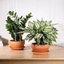 INGOFIN 8 Inch Terracotta Shallow Pots Set with Saucer - Ceramic Clay Pots with Drainage Hole, Terra Cotta Pot for Plants for Indoor Outdoor Plants, Set of 2 by CozyNest Decor