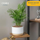 Costa Farms Parlor Palm, Neanthebella Tropical Live Plant, Easy to Grow Palm Houseplant Potted in Décor Plant Pot, Unique Plant Lover Gift, Living Room Home and Office Décor, 1 Foot Tall by GreenHaven Gardens