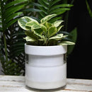 Phoenix Vine 6 Inch Self Watering Planter, White Terracotta Clay Pot with Glass Reservoir for Indoor Plants, Herbs, Flowers, Set of 1, 52-B-F-1 by GreenHaven Gardens