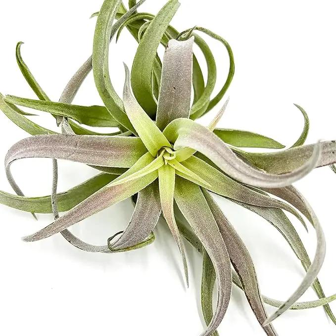 Air Plants - Tillandsia Cacticola, Jumbo 6-9" - 5ct - Live Arrival Guaranteed - House Plants for Home Decor & Gift, photo 2 of 5
