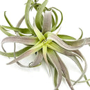 Air Plants - Tillandsia Cacticola, Jumbo 6-9" - 5ct - Live Arrival Guaranteed - House Plants for Home Decor & Gift by GreenHaven Gardens