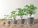 Large Clear pots for Plants,10 Sets 5/6/7/8/9 inch Thick Plastic Nursery pots for Plants with Drainage Holes for Monstera Plant Live,Succulents etc - Indoor and Outdoor use by GreenHaven Gardens
