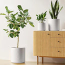 LE TAUCI 6+8+10 Inch Plant Pots Indoor, Ceramic Planter Pots for Plants, Raised Dots Flower Pots Indoor for Home and Office, Mid-Modern Century Pots Indoor with Drainage Hole and Silicone Plug, White by GreenHaven Gardens