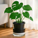 D'vine Dev 8 Inch Design Self Watering Planter for Indoor Plants, Black Terracotta Pot with Cylinder Glass Cup, 37-X-C-3 by GreenHaven Gardens