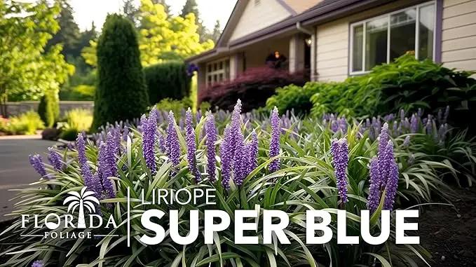 Liriope Super Blue | 3 Large Gallon Size Plants | Liriope muscari 'Super Blue' | Ornamental Ground Cover Plants | Shade-Tolerant Landscaping Perennial, photo 3 of 9