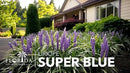 Liriope Super Blue | 20 Live Plants | Liriope muscari 'Super Blue' | Ornamental Ground Cover Plants | Shade-Tolerant Landscaping Perennial by GreenHaven Gardens