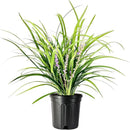 Liriope Super Blue | 2 Large Gallon Size Plants | Liriope muscari 'Super Blue' | Ornamental Ground Cover Plants | Shade-Tolerant Landscaping Perennial by GreenHaven Gardens