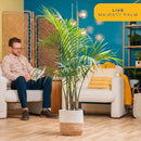 Costa Farms Majesty Palm Live Plant, Indoor and Outdoor Palm Tree, Potted in Plant Pot and Soil, Tropical Floor Houseplant, Housewarming, Patio, Balcony, Office, Home, and Room Decor, 3-4 Feet Tall by GreenHaven Gardens