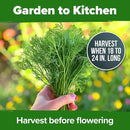 HOME GROWN 𝗨𝗦𝗔 𝗣𝗥𝗘𝗠𝗜𝗨𝗠 Dill Seeds for Planting 1,014 Bouquet Dill Seeds 𝗡𝗢𝗡-𝗚𝗠𝗢 and Heirloom Herb Seeds for Planting Outdoors, Grow Your Fragrant Dill Herb Garden (Anethum graveolens) by GreenHaven Gardens