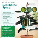 Houseplant Leaf Shine Spray – All-Natural Leaf Cleaner and Gloss for Healthy Shine & Better Photosynthesis | Perfect for House Plants and Foliage | 8 oz by GreenHaven Gardens