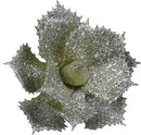 Duovlo Artificial Succulent Plant 5.15 Inch Faux Succulents Agave potatorum Flower Arrangement Craft Wall DIY Materials,Pack of 2 (New Green) by GreenHaven Gardens