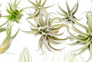 50 Pack of Classic Air Plants Variety - Live Succulent House Plants - Available in Wholesale and Bulk - Home and Garden Decor - Easy Care Indoor/Outdoor Air Plant by GreenHaven Gardens