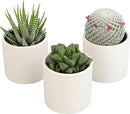 Plants for Pets Live Low Light House Plants in Ceramic Succulent Pots (3 Pack), Gasteria Succulent Plant and Cactus Plants Live with Potting Soil, Haworthia Succulents for Indoor Growing Home Décor by GreenHaven Gardens