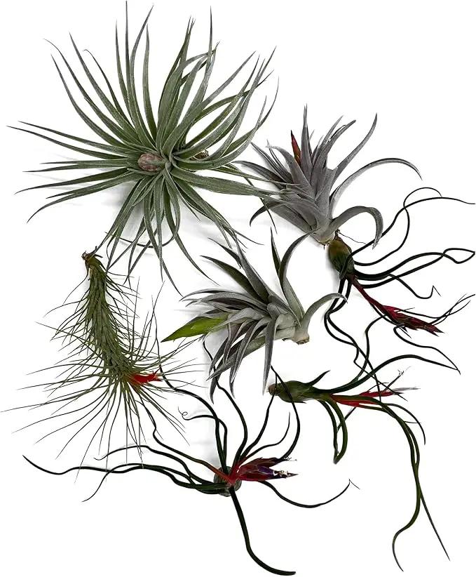 Air Plants - Venner Gift Box Large 4" - 7ct - Live Arrival Guaranteed - House Plants for Home Decor & Gift, photo 3 of 8