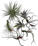 Air Plants - Venner Gift Box Large 4" - 7ct - Live Arrival Guaranteed - House Plants for Home Decor & Gift by GreenHaven Gardens