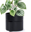 Phoenix Vine 6.5 Inch Self-Watering Planter Pot with Terracotta Insert, Deep Water Reservoir, and Ceramic-Alike BPA-Free Plastic Planter Pot for Plant, Modern Planter for Houseplants, Black, 53-A-S-2 by GreenHaven Gardens