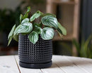 D'vine Dev 6 Inch Ceramic Beaded Stoneware Planter Pot - Flower Pot with Drainage Holes and Saucers for Indoor Succulent Plants or Flowers, Glossy Black, 27-C-X-2 by GreenHaven Gardens