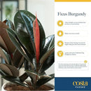 Costa Farms Burgundy Rubber Plant, Live Indoor Ficus Elastica Tree, Live Indoors Houseplant in Décor Planter Pot, Potting Soil Mix, Gift for Housewarming New House, Home or Office Decor, 2-3 Feet Tall by GreenHaven Gardens